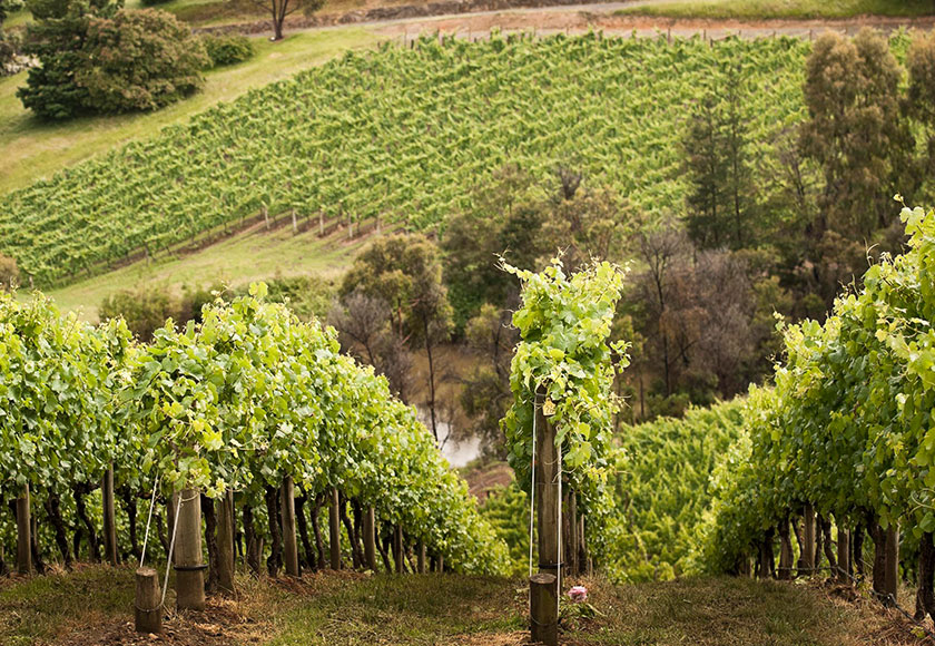 Treasury Wine Estates Switches to Solar Energy Shell Energy